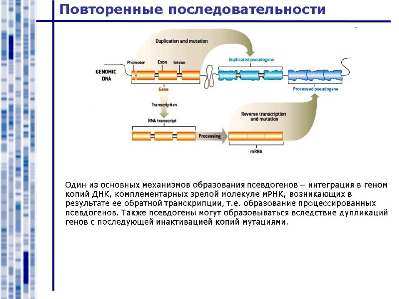 Повторенные последовательности Один из основных механизмов образования псевдогенов – интеграция в геном копий ДНК,